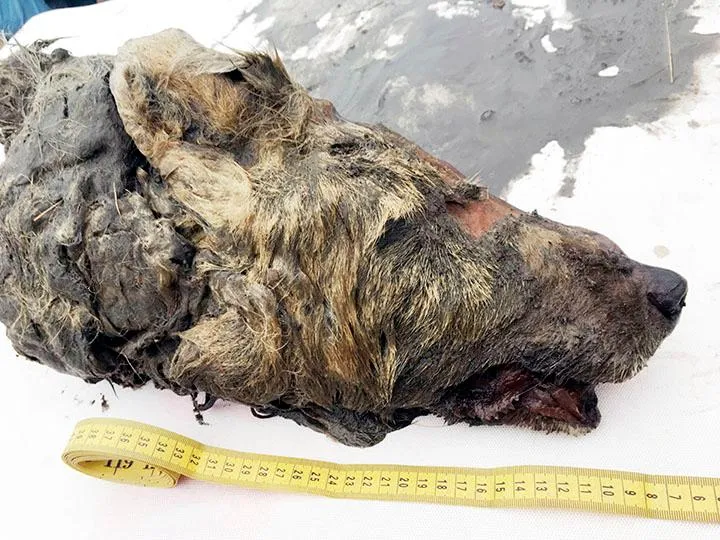 A Perfectly Preserved 32,000-Year-Old Wolf Head Was Found in Siberian Permafrost