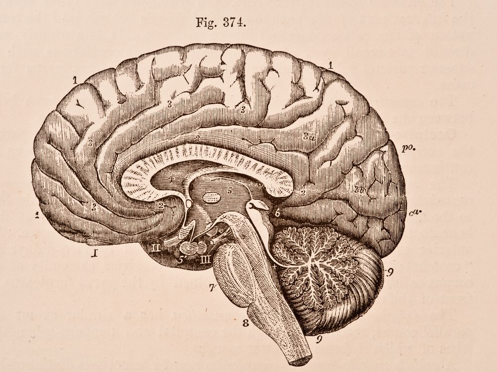 A medical illustration of the right half of a human brain