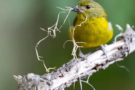 Longer days signal to birds when they should breed and lay their new clutch of eggs, and they match up their timing so that their chicks are born when the springtime's bounty is at its peak.

