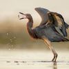 See 11 Breathtaking Bird Images From the Audubon Photography Awards icon