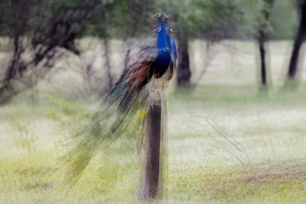 The Field's Illusion thumbnail