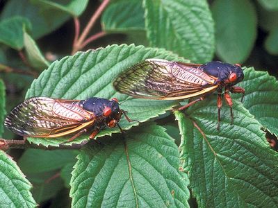 The periodical cicada species, Magicicada septendecim, will erupt from the ground this spring in the mid-Atlantic region. The last time the species from Brood X appeared for their cyclical mating cycle was in 2004. (ARS Information Staff, USDA)