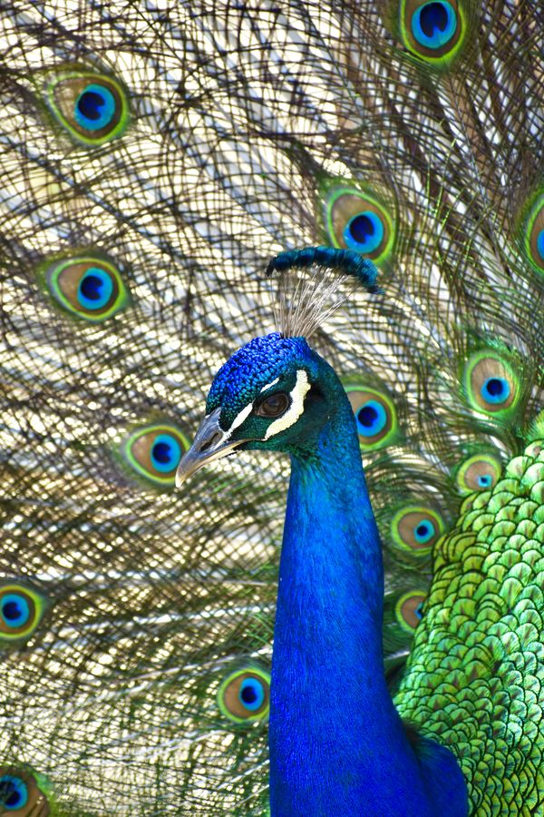Peacock Portrait thumbnail