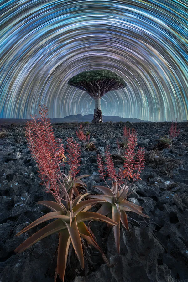 Aloe Dragon Tree Trails thumbnail