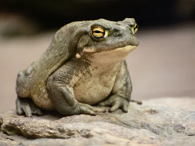 Toxins from the Colorado River toad have been ingested by some for their psychedelic and medicinal effects.