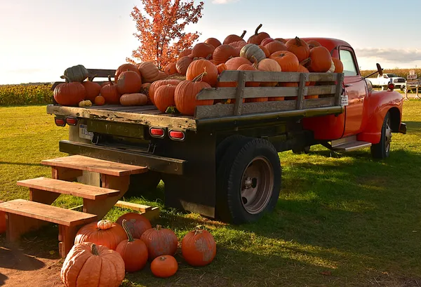 A 1950's pickup truck filled with pumpkins thumbnail