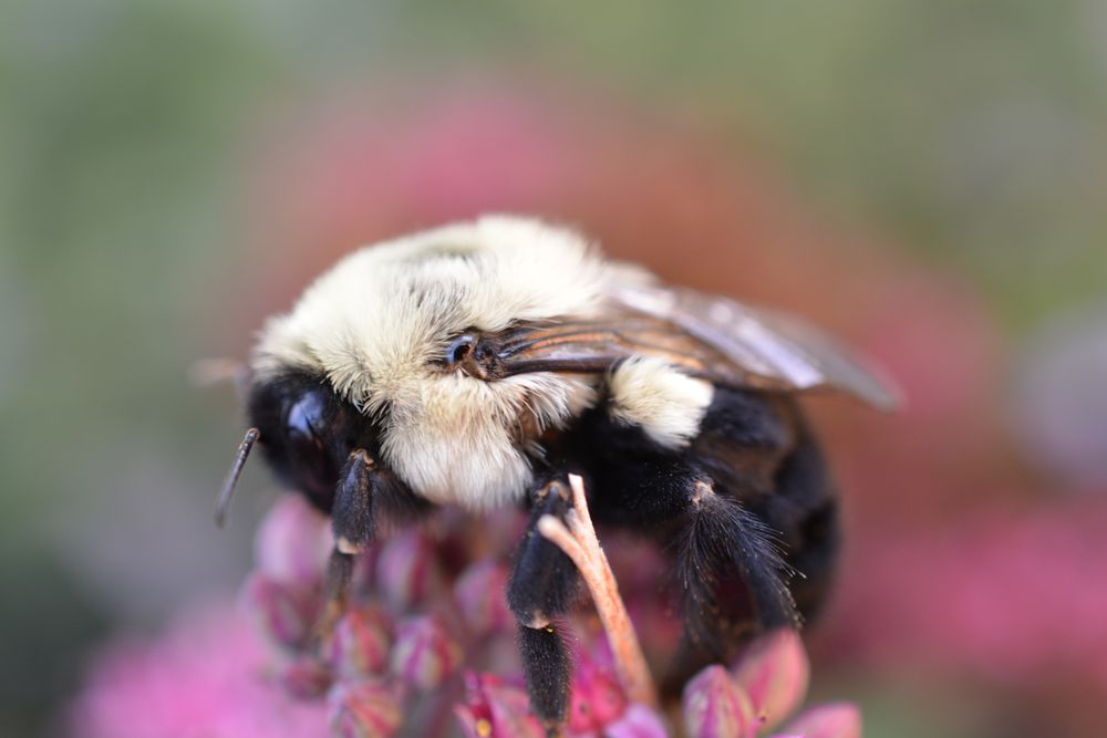 a fluffy bumblebee, close up