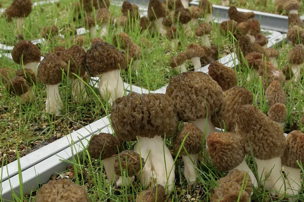 An image of various morels growing in tubs and grass. The mushrooms are have distinct brown, wrinkled caps.