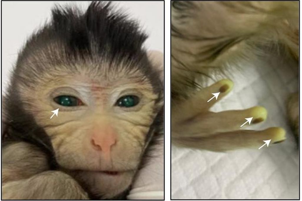 side-by-side view; close up on monkey's face at left, arrow pointing to green in its pupils, at right, three of the monkeys fingers appear tinted green