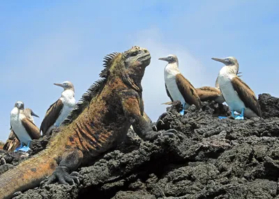 machu-picchu-galapagos