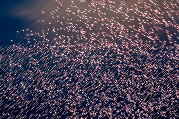 Wings in the Wind thumbnail