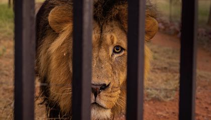 Is It Ethical to Hunt Captive Lions?