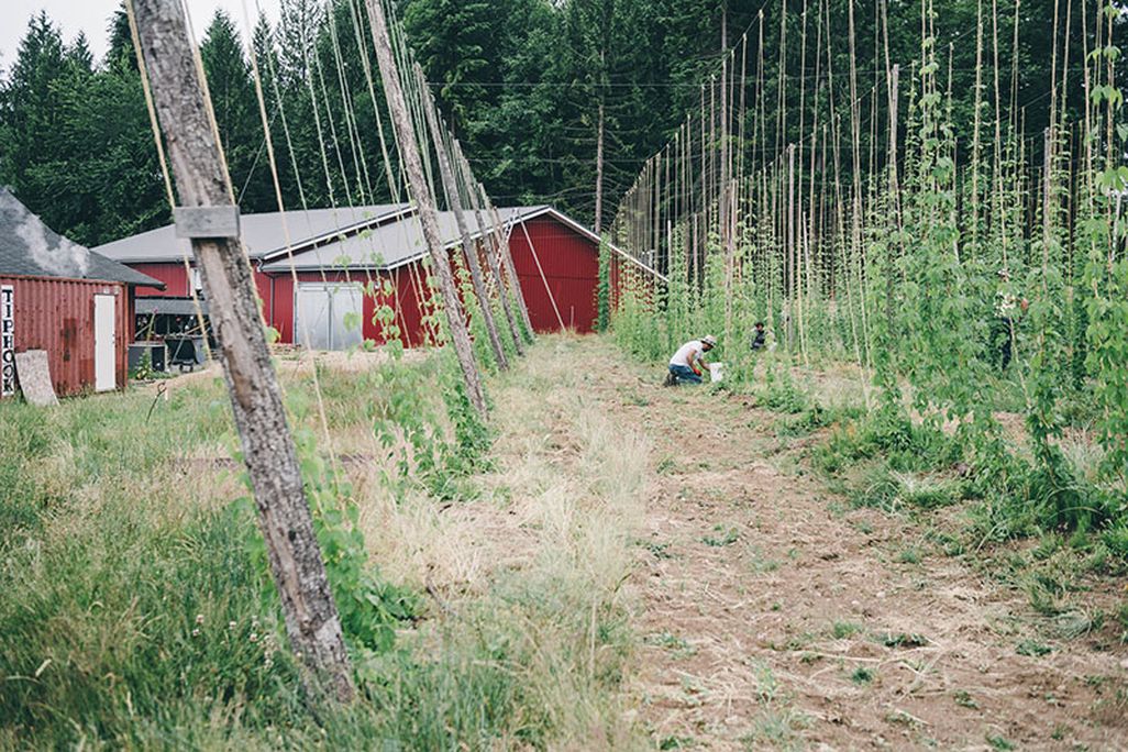 Centennial and Goldings hops