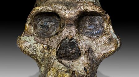 You don’t have to go to South Africa to see Mrs. Ples, an Australopithecus africanus fossil.