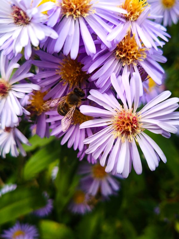 The Silent Work of Nature thumbnail