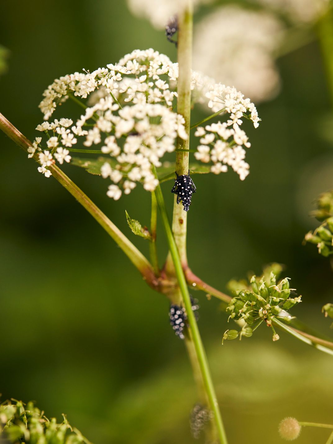 Lanternflies (third-stage instars) feeding on wildflowers