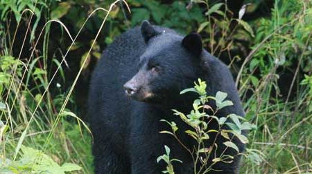 Most fatal black bear attacks are carried out by hungry males