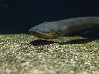 The electric eel is the National Zoo's new main attraction.