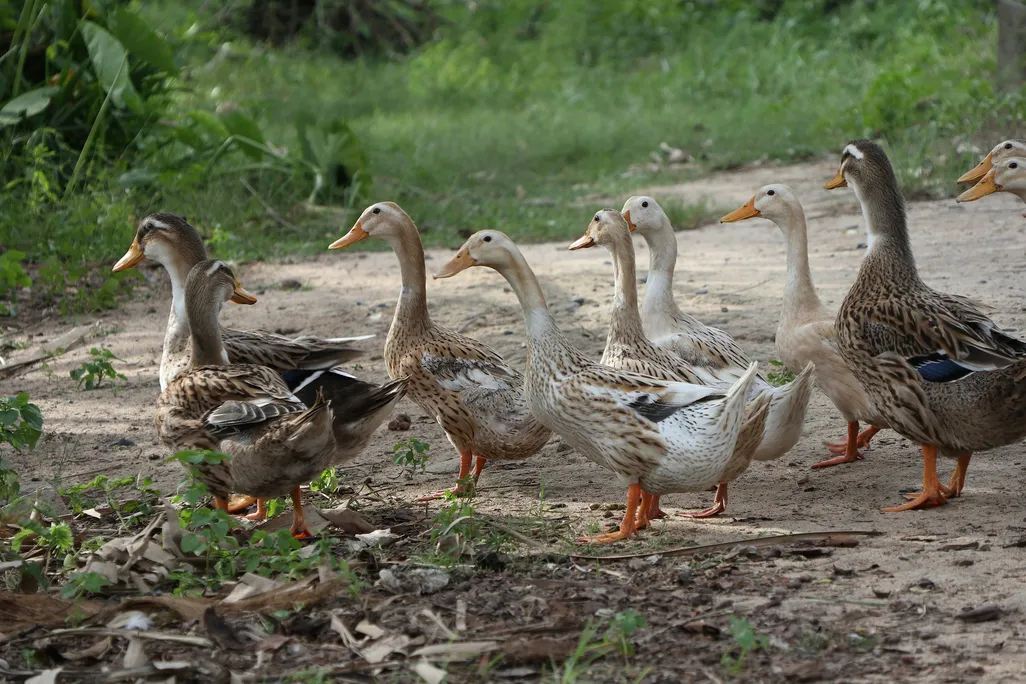 Ducks