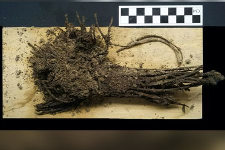 Archaeologists hope the flowers will shed new light on rituals conducted by the ancient residents of Teotihuacán.