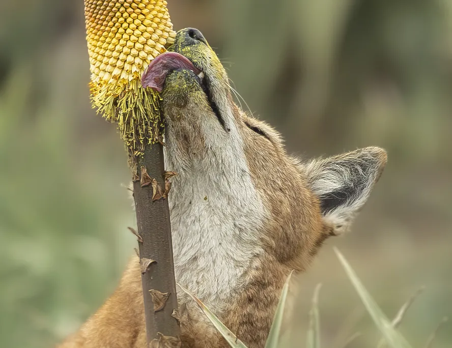 Wolf licking flower