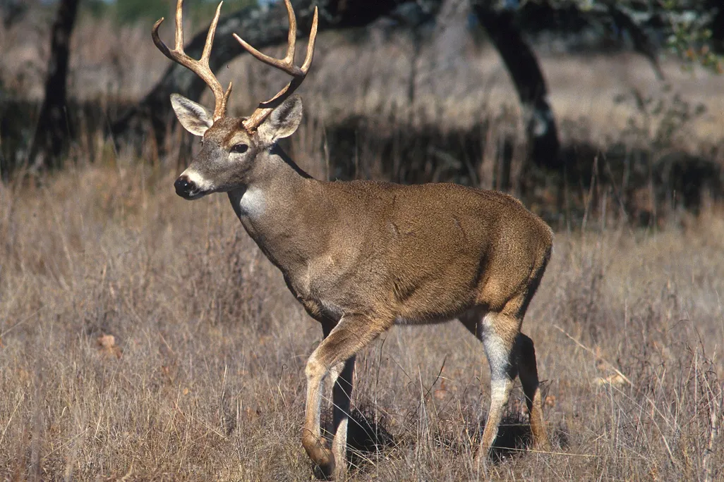 An image of a buck standing in a field of dried grass.