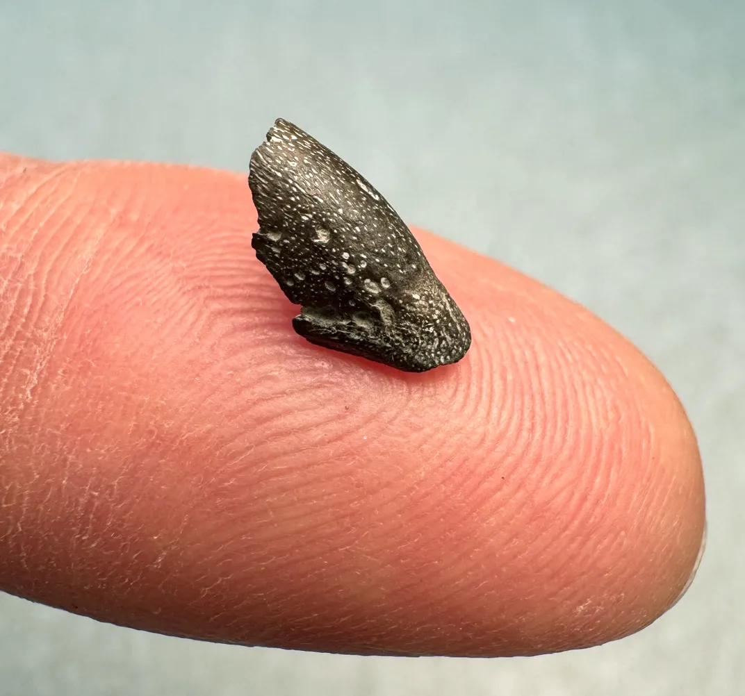 a small bird beak on a person's finger tip