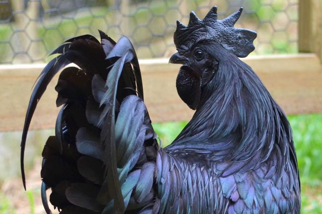 ayam-cemani-cem-046.jpg