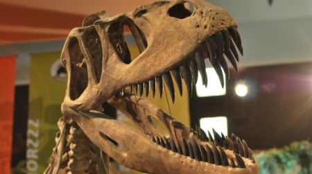 About 83 million years separated Late Jurassic icons—such as this Torvosaurus—from Cretaceous celebrities like Tyrannosaurus.