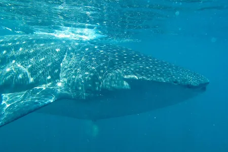 Guzmán and his team were only able to pinpoint the whale shark's whereabouts when it rose to the surface to feed.