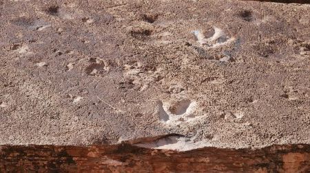 Theropod dinosaur tracks along Potash Road in Moab, Utah. Tracks like these have inspired myths about giant birds at locations all over the world.