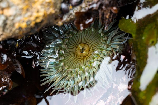 Sea Anemone, Half Moon Bay thumbnail