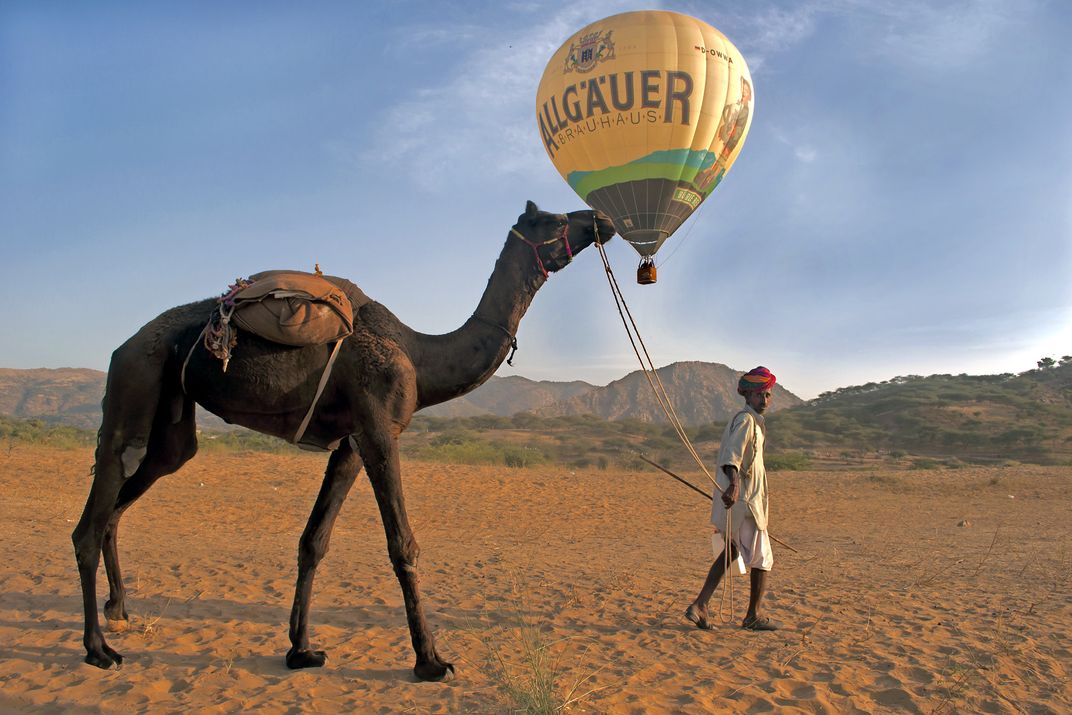 The camel owner is approaching Pushkar fair which is the biggest animal fair  held every year. | Smithsonian Photo Contest | Smithsonian Magazine