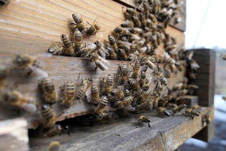 The insects do not have lungs, so smoke does not pose the same risk as it does to some other animals.