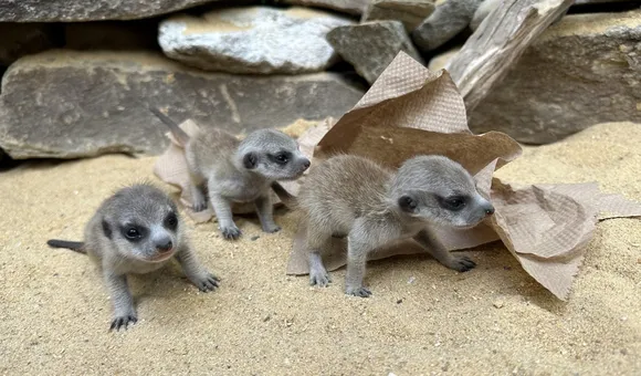 20230523-anngutowski-004-meerkat-pups.jpg