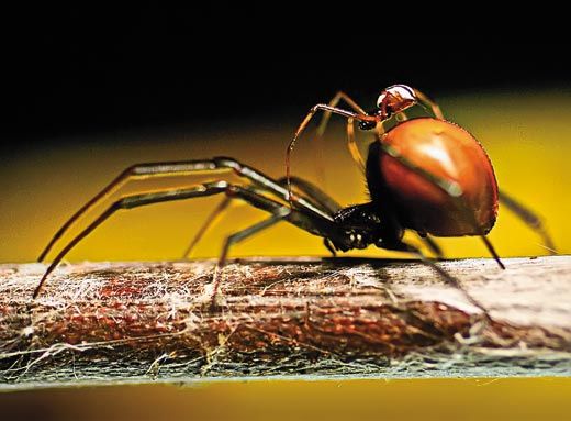 Australian redback spider