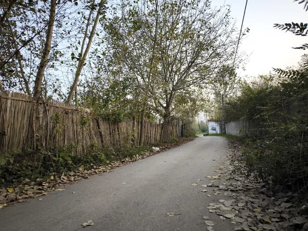 Autumn Garden Alley, Rasht City thumbnail