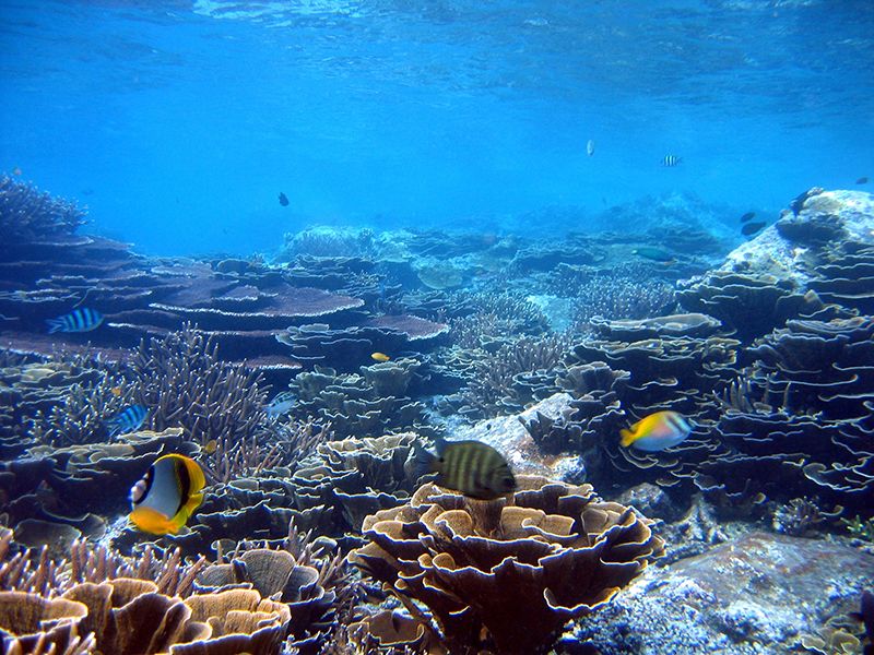 Acropora Coral Reef