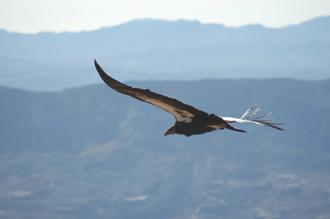 Soaring California condor