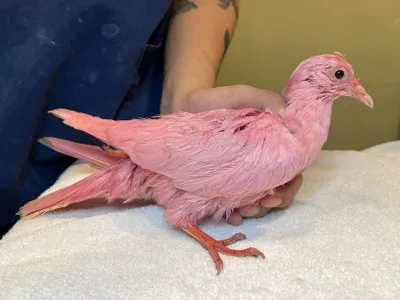 Flamingo the king pigeon was rescued from Madison Square Park in New York City on January 30, 2023.&nbsp;