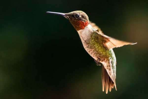 Profile of Ruby Throated Hummingbird in flight thumbnail
