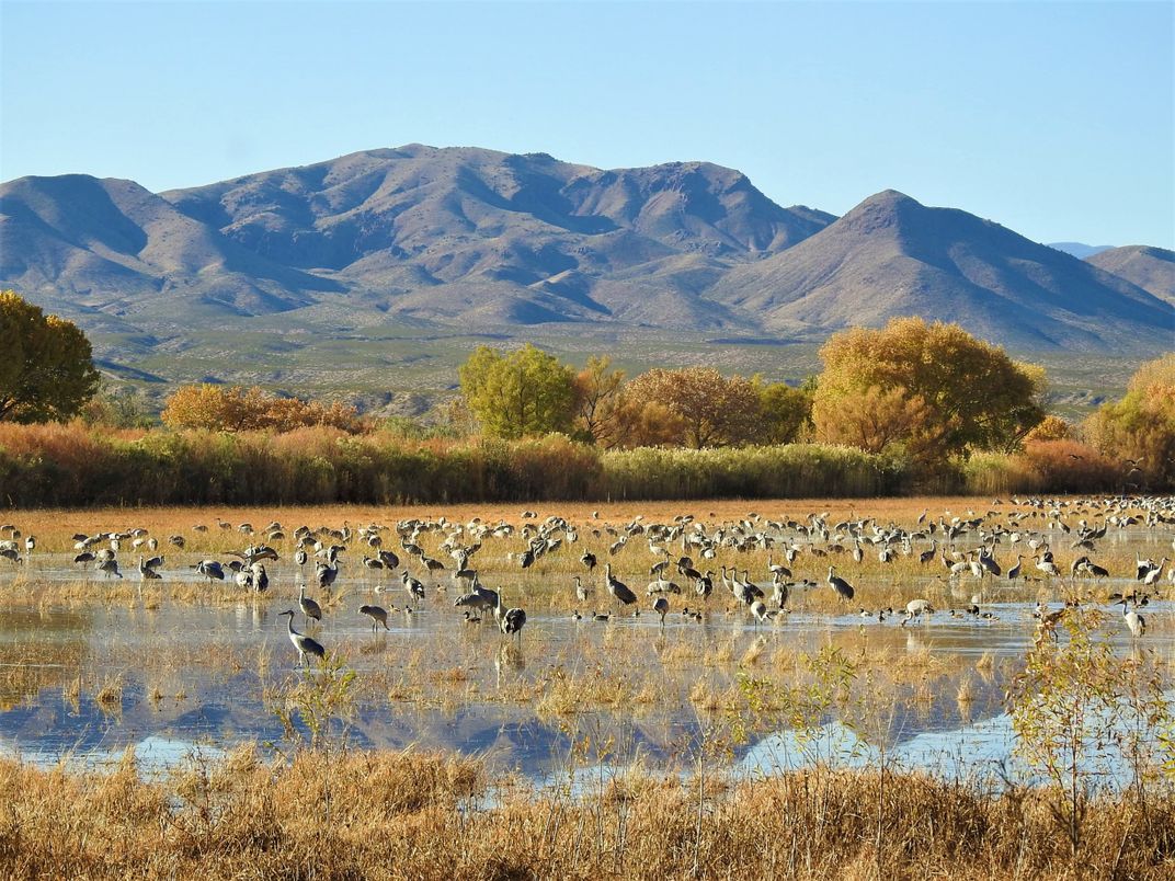 Bosque Del Apache Reflections Smithsonian Photo Contest