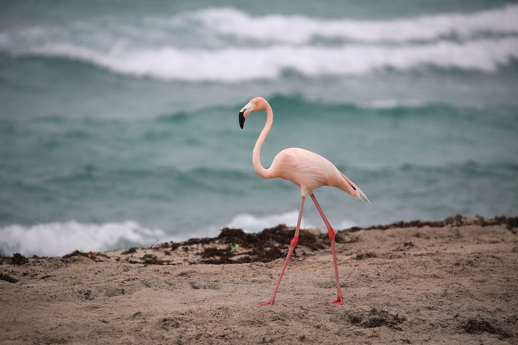 Flamingo walking on the beach