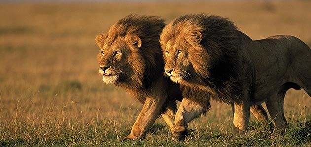 african lion pride with male