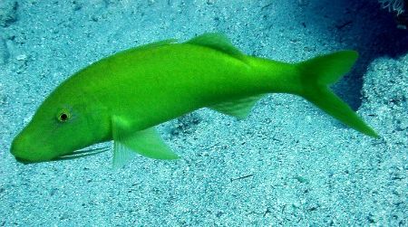 Yellow saddle goatfish