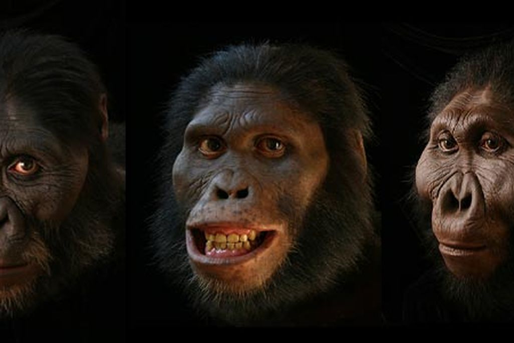 evolution faces