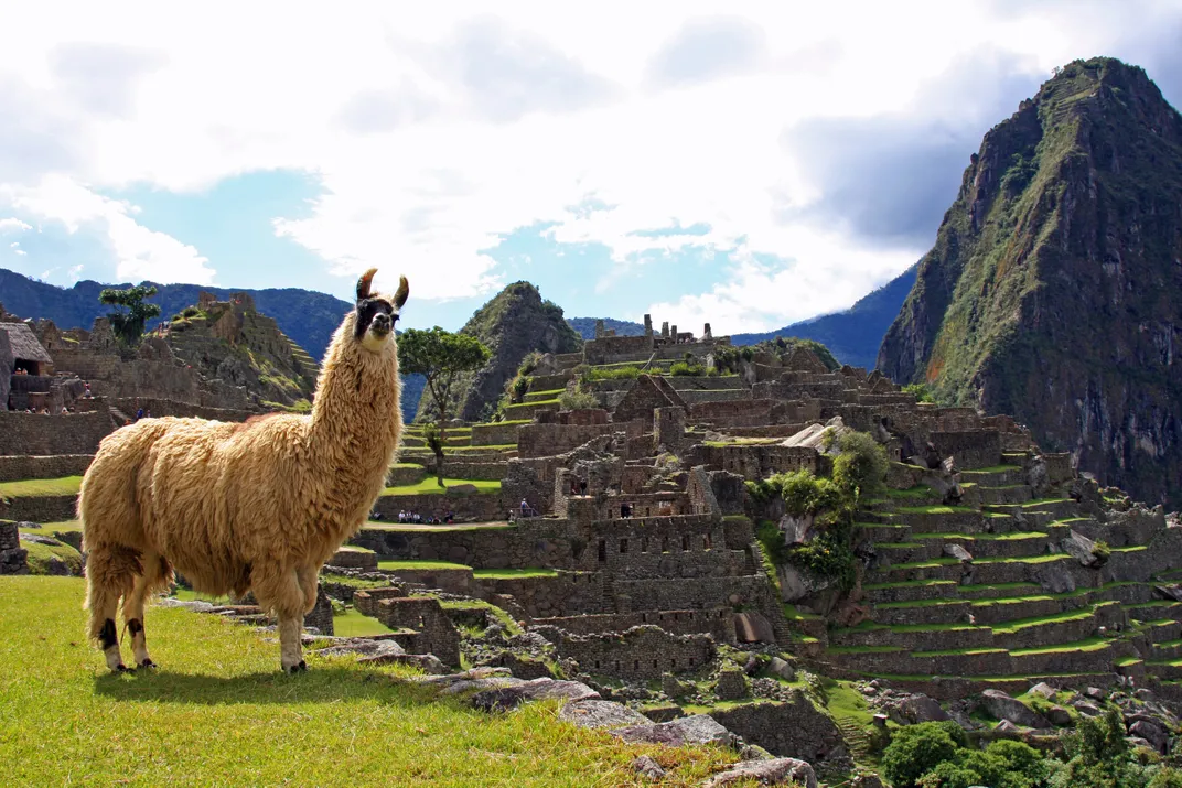 Llama at Machu Picchu