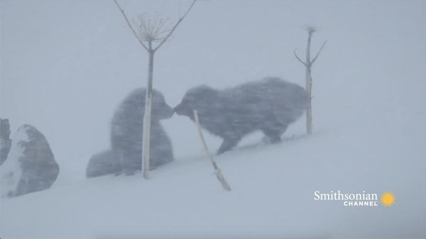 Preview thumbnail for Heartwarming Arctic Fox Couple Reunites in the Freezing Cold