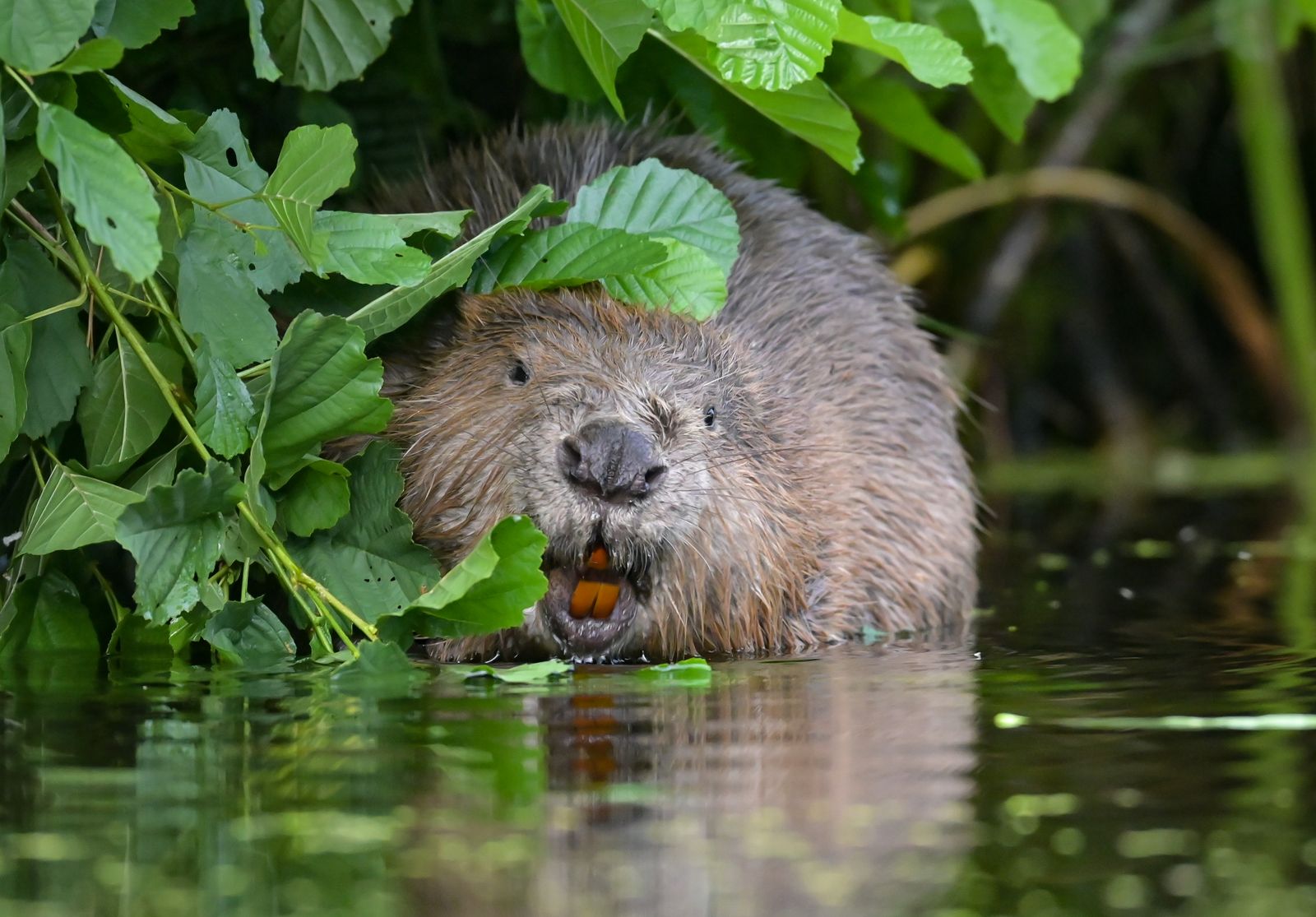 Beavers Are Ecosystem Engineers—and They Might Be Helpful Allies in the Fight Against Human-Caused Climate Change