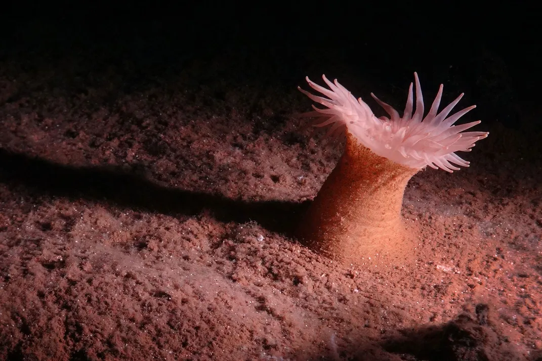 As Interest in Deep-Sea Mining Grows, Scientists Raise Alarms About the Possible Ecological Consequences